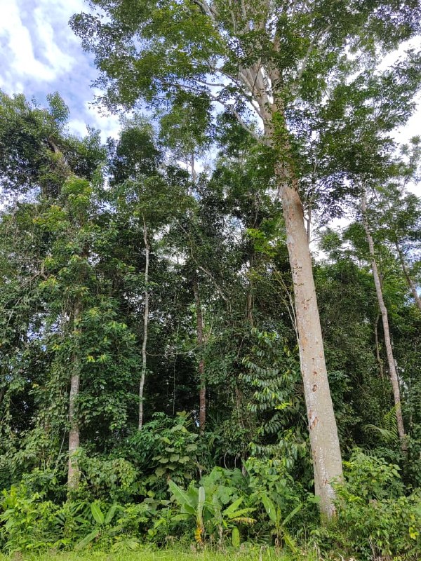Tanah pertanian di Padang Tengku, Lipis, Pahang