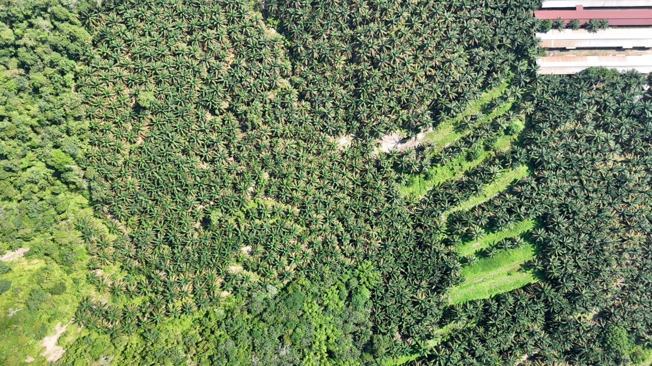 Oil Palm Plantation Sabai Karak Pahang — photo 1