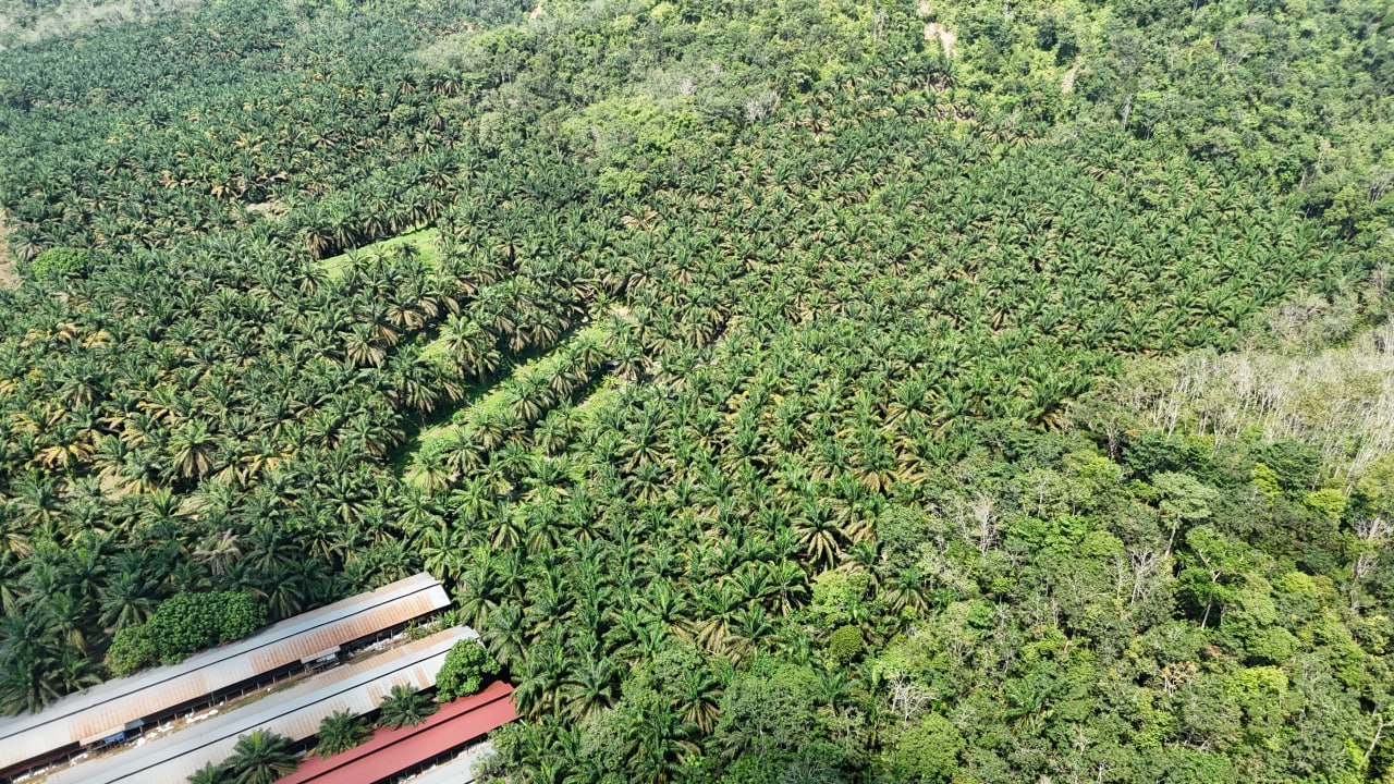 Oil Palm Plantation Sabai Karak Pahang — photo 1