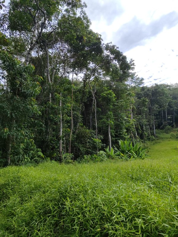 Tanah pertanian di Padang Tengku, Lipis, Pahang — photo 3