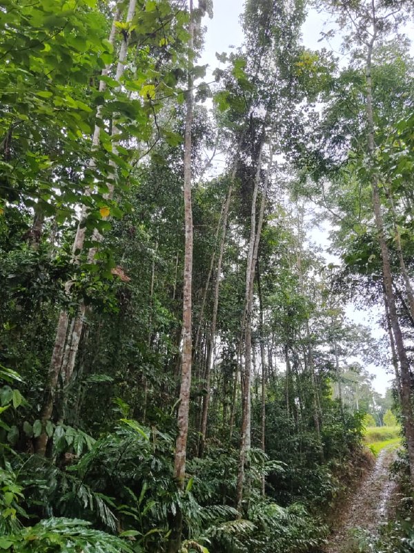 Tanah pertanian di Padang Tengku, Lipis, Pahang — photo 4
