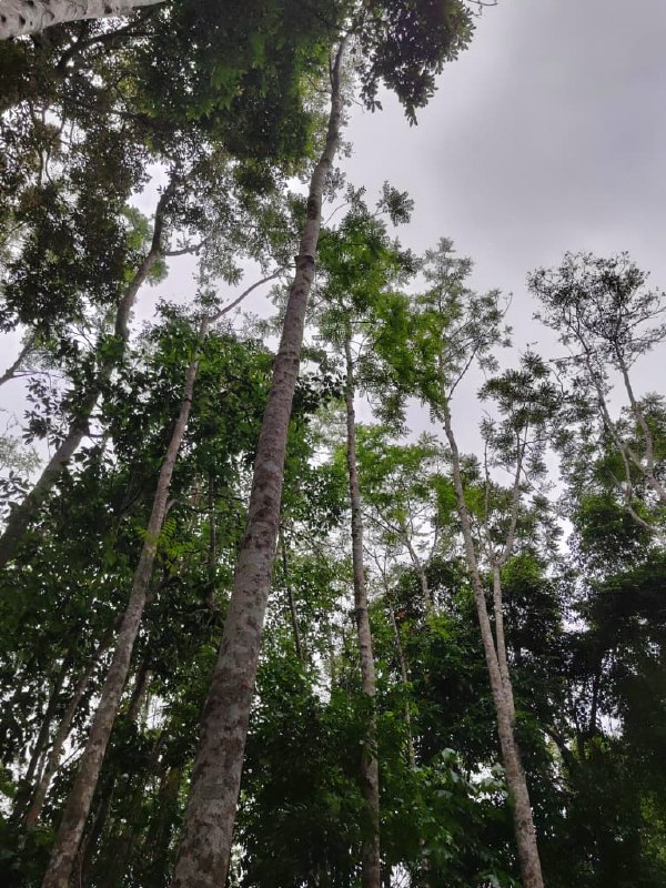 Tanah pertanian di Padang Tengku, Lipis, Pahang — photo 5