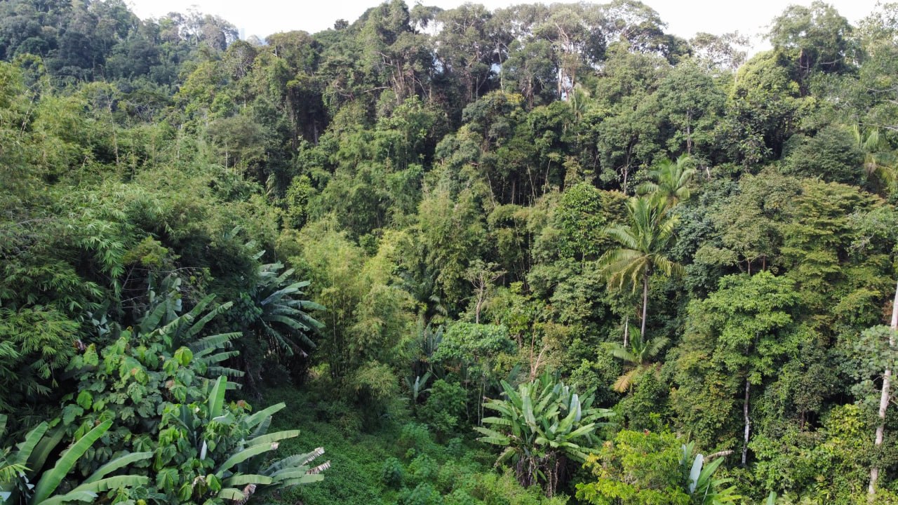 Janda Baik agricultural land — photo 4