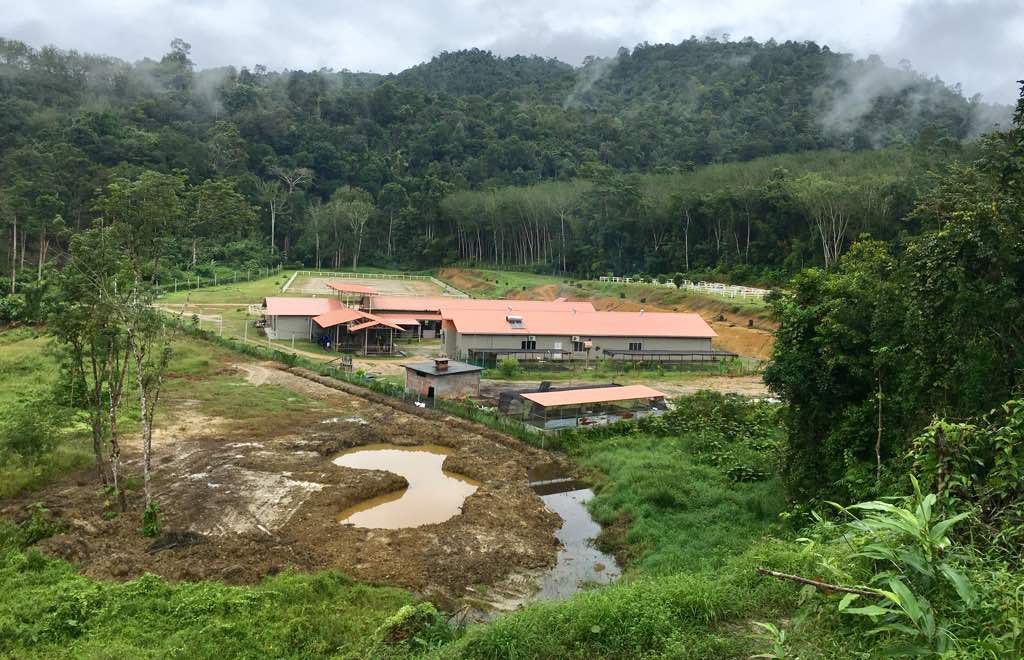 5.686 acres Horse Farm in Kenaboi, Jelebu — photo 2
