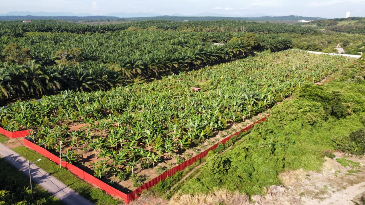 Black thorn durian farm Kg Segenting Port Dickson — photo 1