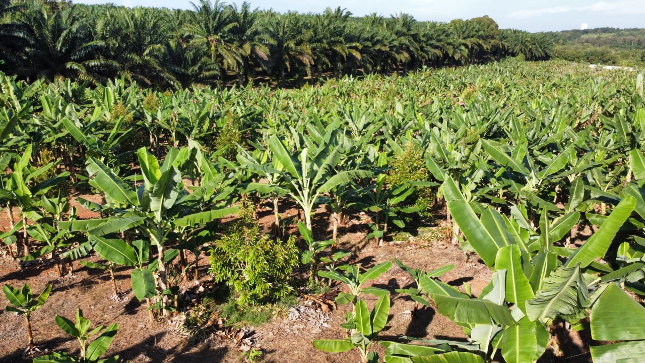 Black thorn durian farm Kg Segenting Port Dickson — photo 2