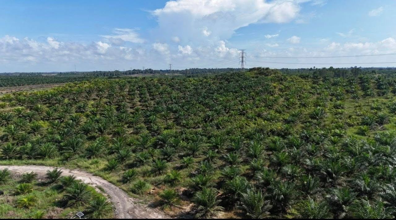 OIL PALM PLANTATION FOR SALE — photo 2
